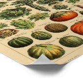 Vintage botanische Illustration Poster (Ecke)