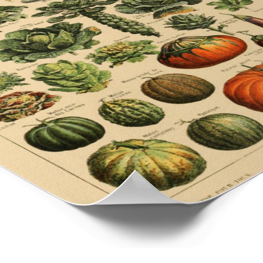 Vintage botanische Illustration Poster (Ecke)