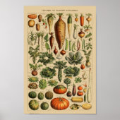 Vintage botanische Illustration Poster (Vorne)