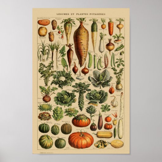 Vintage botanische Illustration Poster (Vorne)