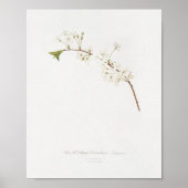 Vintage botanische Illustration Poster (Vorne)