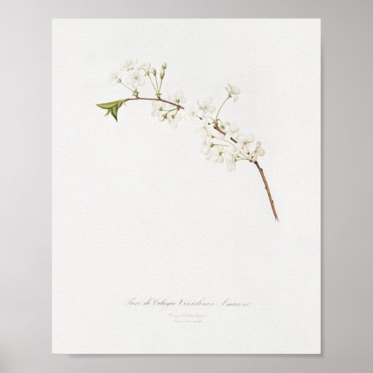 Vintage botanische Illustration Poster (Vorne)