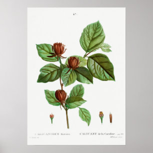 Vintage botanische Illustration Poster