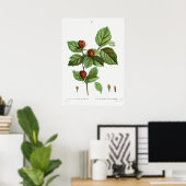 Vintage botanische Illustration Poster (Heimbüro)