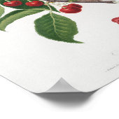 Vintage botanische Illustration Poster (Ecke)