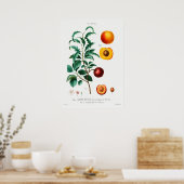Vintage botanische Illustration Poster (Küche)