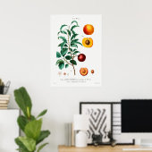 Vintage botanische Illustration Poster (Heimbüro)