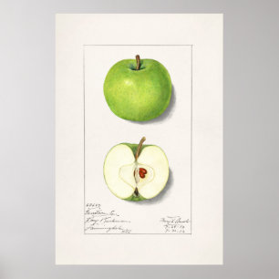 Vintage botanische Illustration Poster