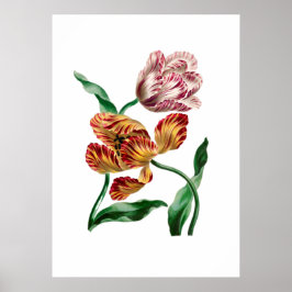 Vintage botanische Illustration Poster
