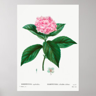 Vintage botanische Illustration Poster