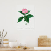Vintage botanische Illustration Poster (Küche)