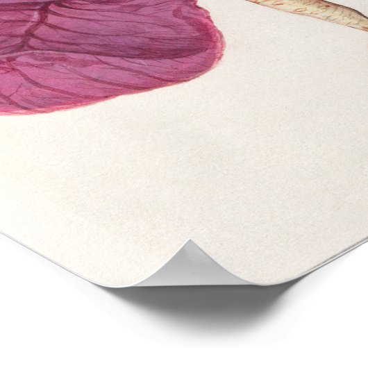 Vintage botanische Illustration Poster (Ecke)