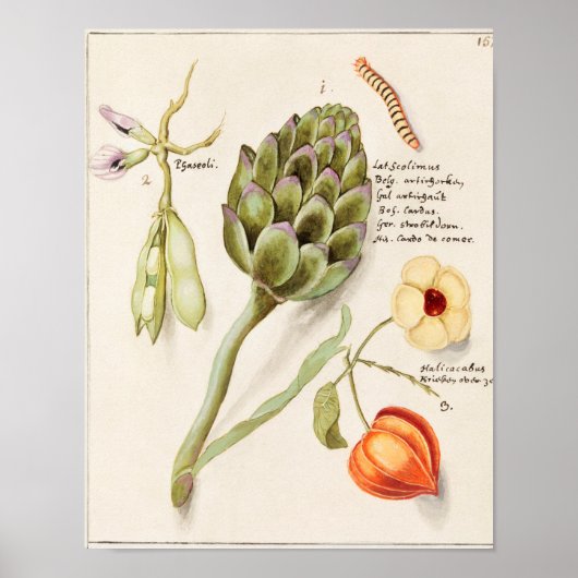 Vintage botanische Illustration Poster (Vorne)