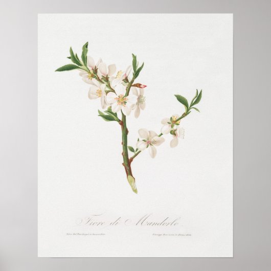 Vintage botanische Illustration Poster (Vorne)