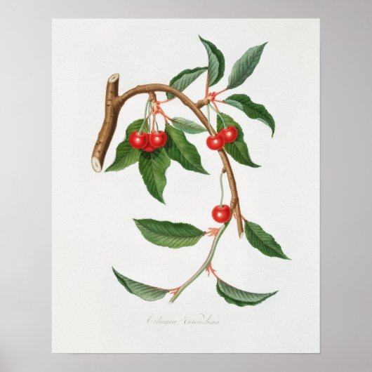 Vintage botanische Illustration Poster (Vorne)