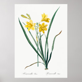 Vintage botanische Illustration Poster