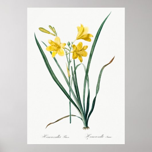Vintage botanische Illustration Poster (Vorne)
