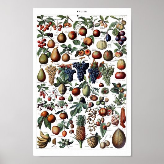 Vintage botanische Illustration Poster (Vorne)