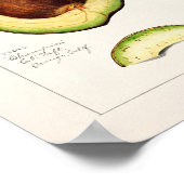 Vintage botanische Illustration Poster (Ecke)