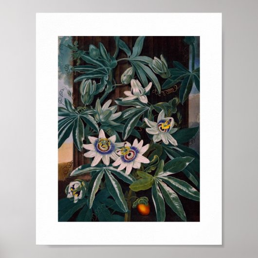 Vintage botanische Illustration Poster (Vorne)