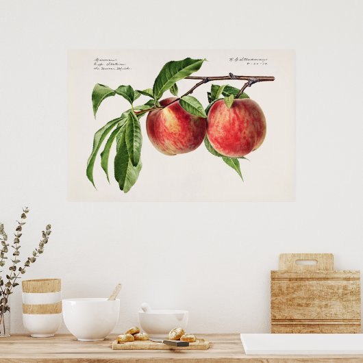 Vintage botanische Illustration Poster (Küche)