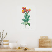 Vintage botanische Illustration Poster (Küche)