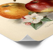 Vintage botanische Illustration Poster (Ecke)
