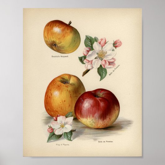 Vintage botanische Illustration Poster (Vorne)