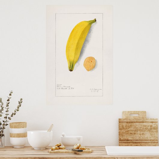 Vintage botanische Illustration Poster (Küche)