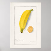 Vintage botanische Illustration Poster (Vorne)