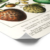 Vintage botanische Illustration Poster (Ecke)