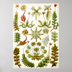 Vintage botanische Illustration Poster