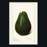 Vintage botanische Illustration Poster<br><div class="desc">Vintage Beschreibung der Pflanze</div>