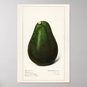 Vintage botanische Illustration Poster