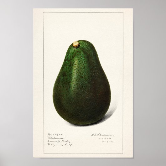 Vintage botanische Illustration Poster (Vorne)