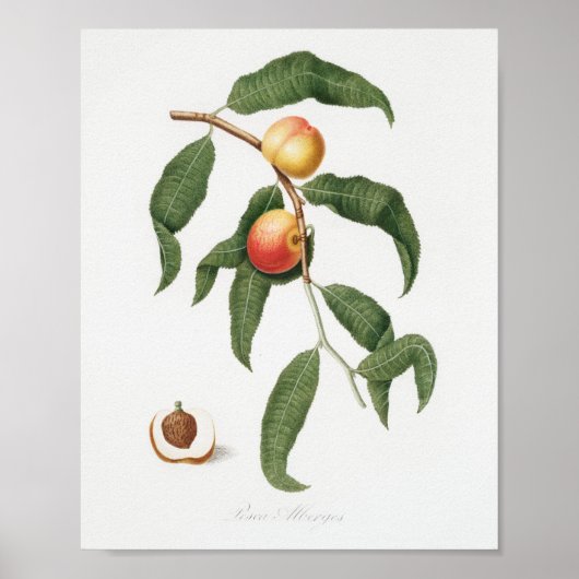 Vintage botanische Illustration Poster (Vorne)