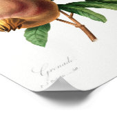 Vintage botanische Illustration Poster (Ecke)