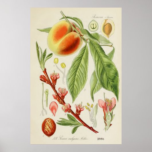 Vintage botanische Illustration Poster (Vorne)