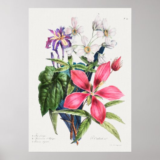 Vintage botanische Illustration Poster (Vorne)