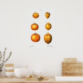 Vintage botanische Illustration Poster (Küche)