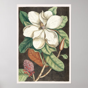 Vintage botanische Illustration Poster