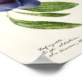 Vintage botanische Illustration Poster (Ecke)