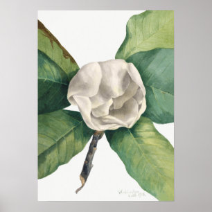 Vintage botanische Illustration Poster