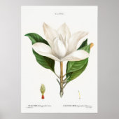 Vintage botanische Illustration Poster (Vorne)