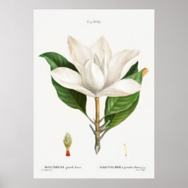 Vintage botanische Illustration Poster