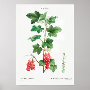 Vintage botanische Illustration Poster