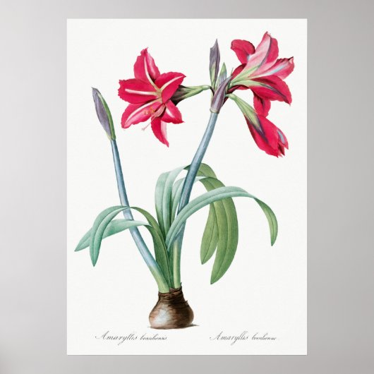 Vintage botanische Illustration Poster (Vorne)