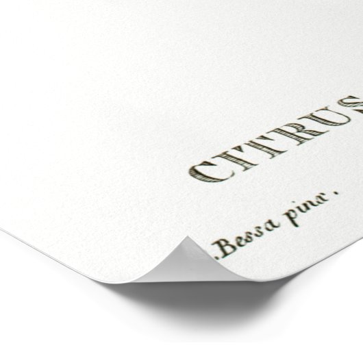 Vintage botanische Illustration Poster (Ecke)