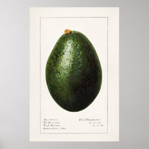 Vintage botanische Illustration Poster