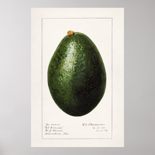 Vintage botanische Illustration Poster (Vorne)